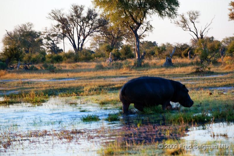 20090617_071950 D3 (1) X1.jpg - Hippos are very large